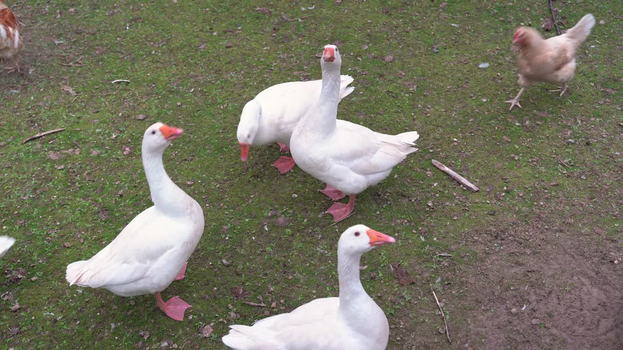 鹅在绿色的农家院子里平静地觅食视频下载