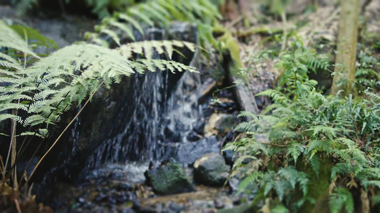 雨林流视频下载