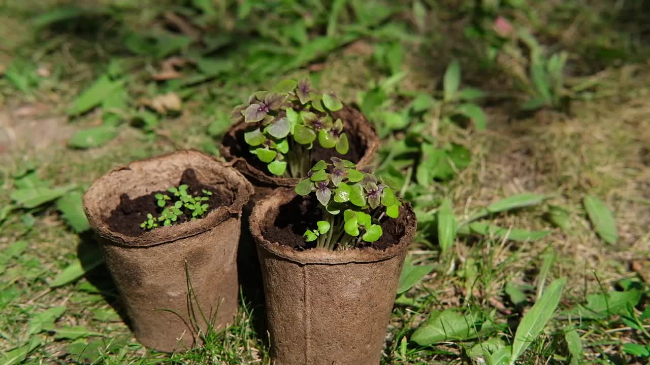 小盆里的幼苗。园艺，种植花卉和蔬菜。农民的手拿着锅，把它。家的后院。侧视图视频素材