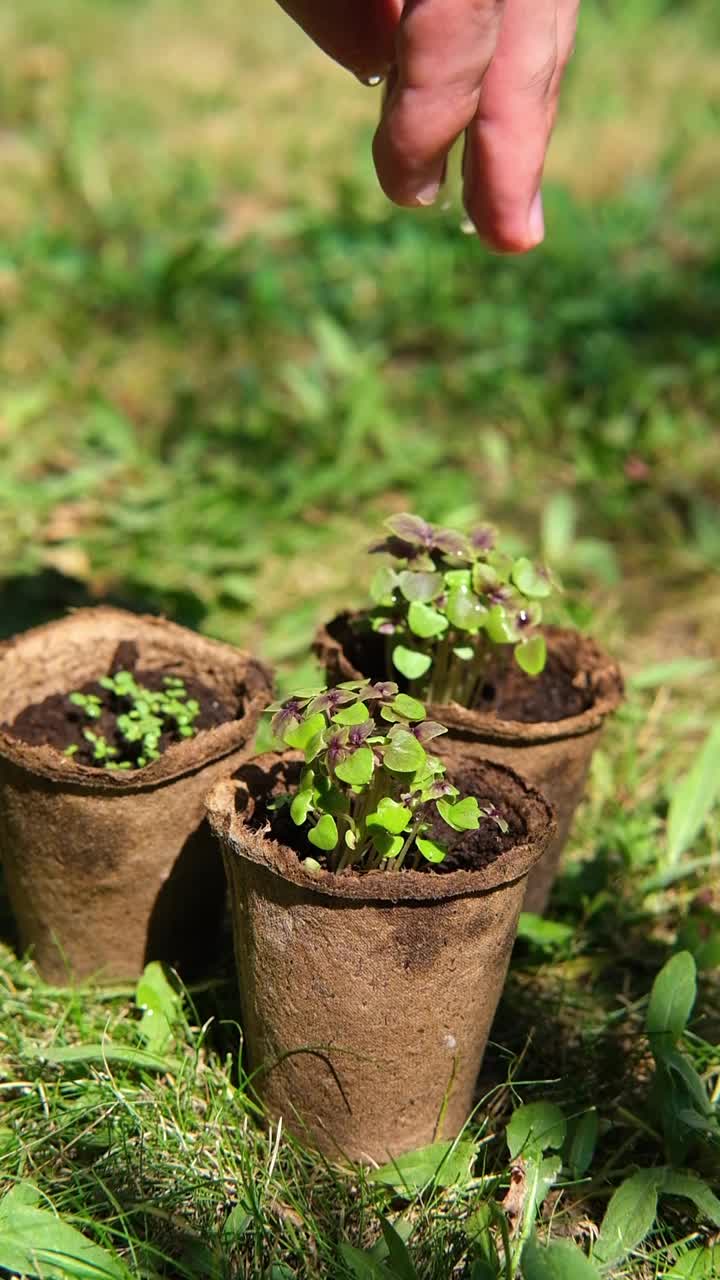 农民的手在泥炭盆里给小罗勒植物浇水，花园和阳光的背景视频下载