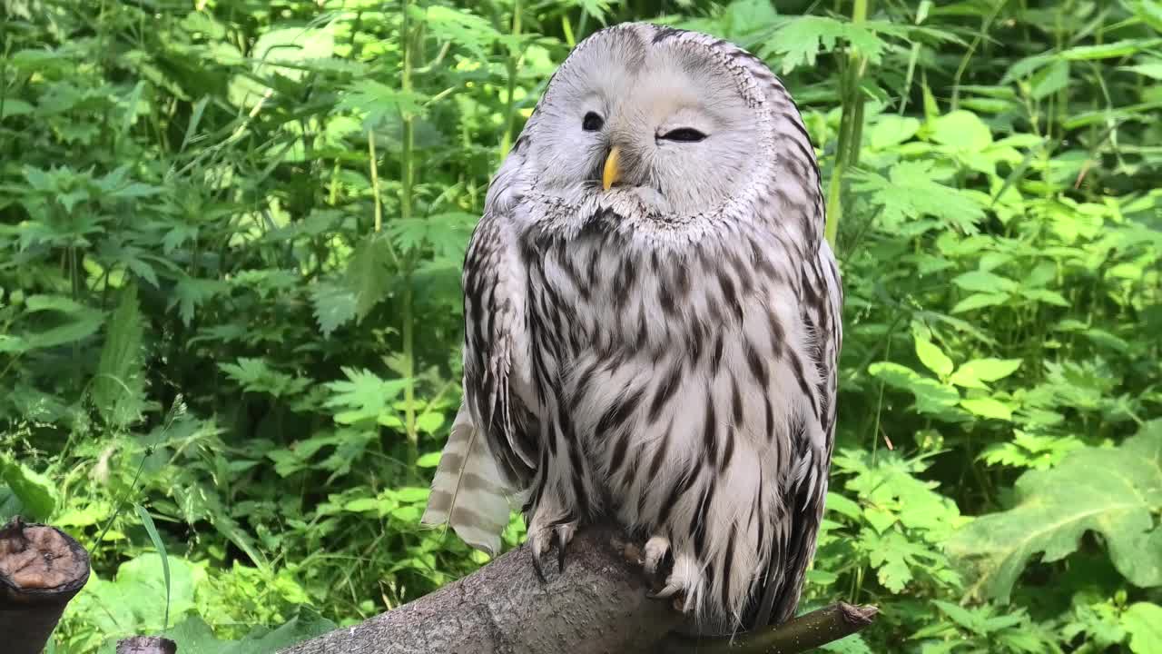 夏季森林中的乌拉尔猫头鹰(Strix uralensis)视频下载