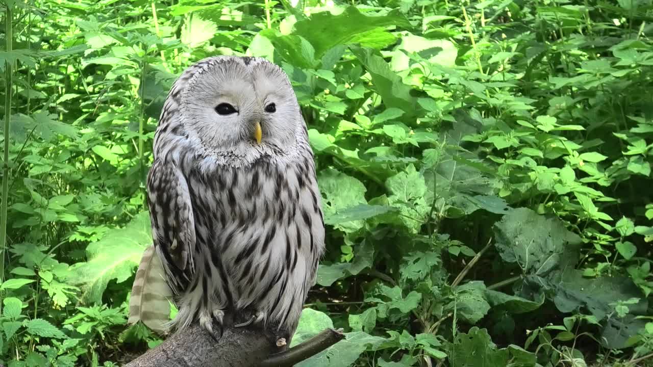 夏季森林中的乌拉尔猫头鹰(Strix uralensis)视频下载