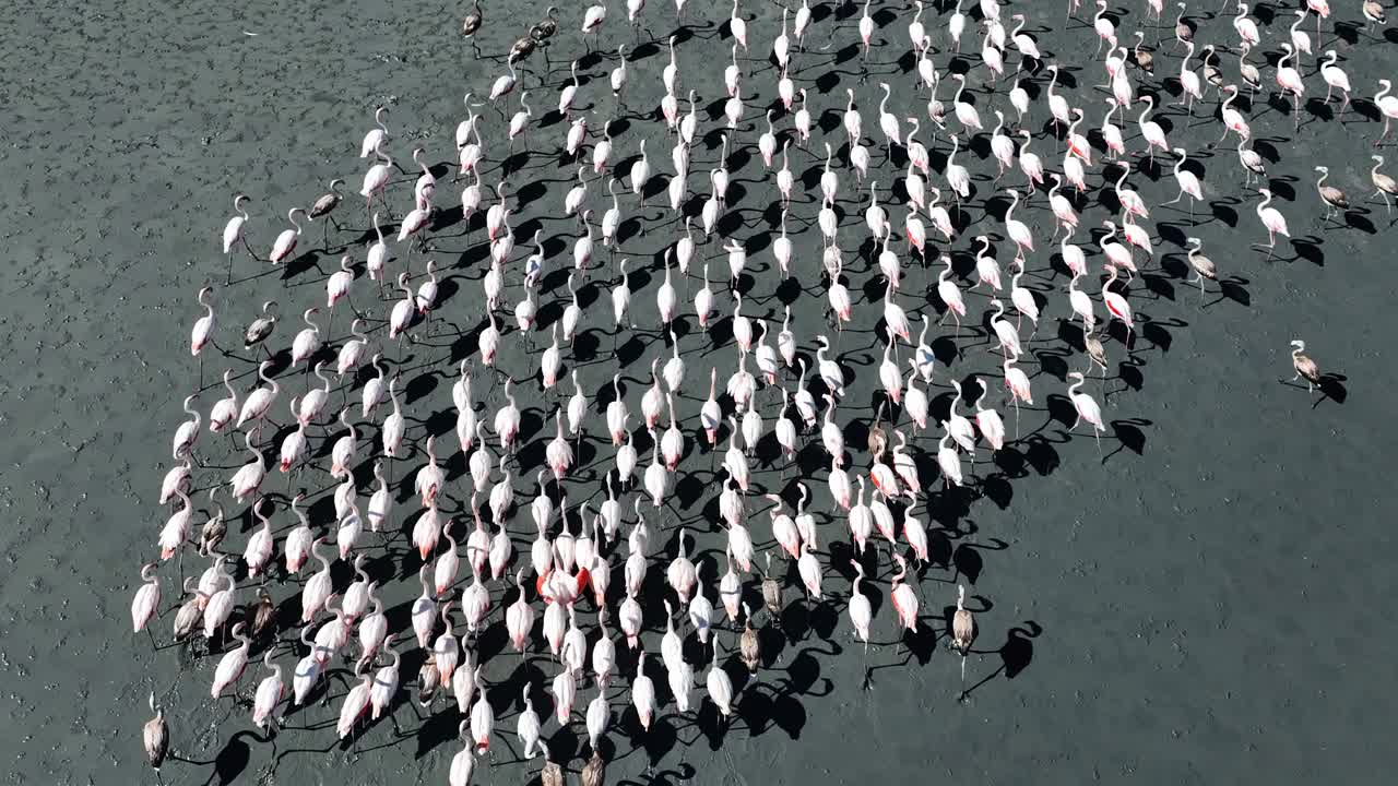 火烈鸟是成群生活的候鸟
它们大部分时间都在觅食，主要生活在浅湖和盐湖中。它们用白色的羽毛和红色的翅膀吸引人们的注意。视频素材