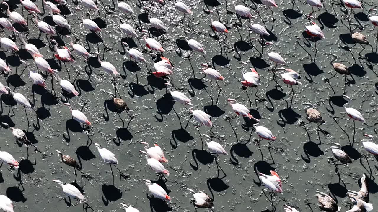 一群火烈鸟
火烈鸟群居，是一个相互依存的社会。它们在浅湖里觅食和生活。他们自由地飞翔，在大自然母亲的爱中寻求庇护视频素材