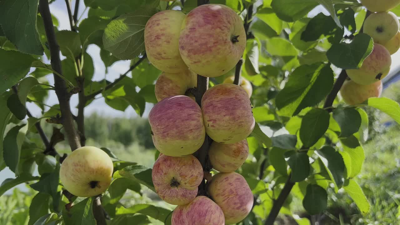 成熟多汁的苹果挂在树枝上。视频下载