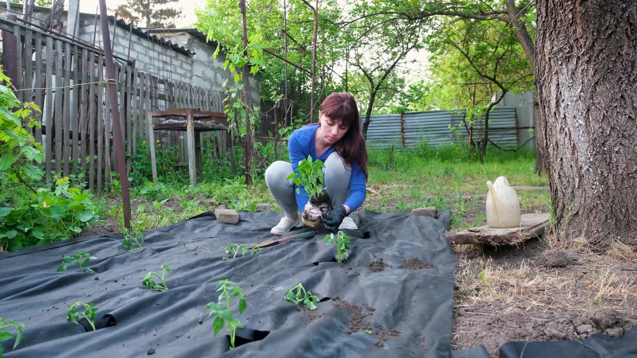 一个小女孩在花园里种番茄和辣椒幼苗。视频素材