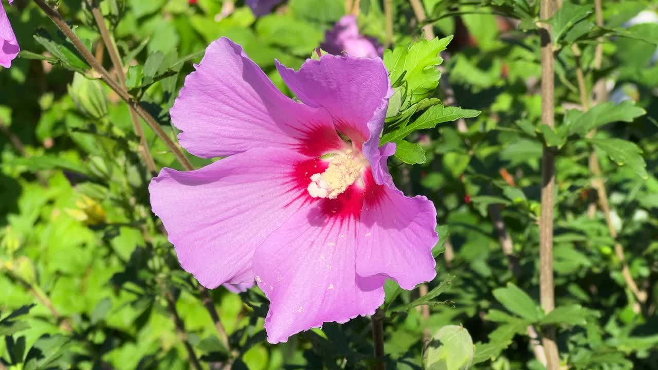 粉红色的芙蓉花视频下载