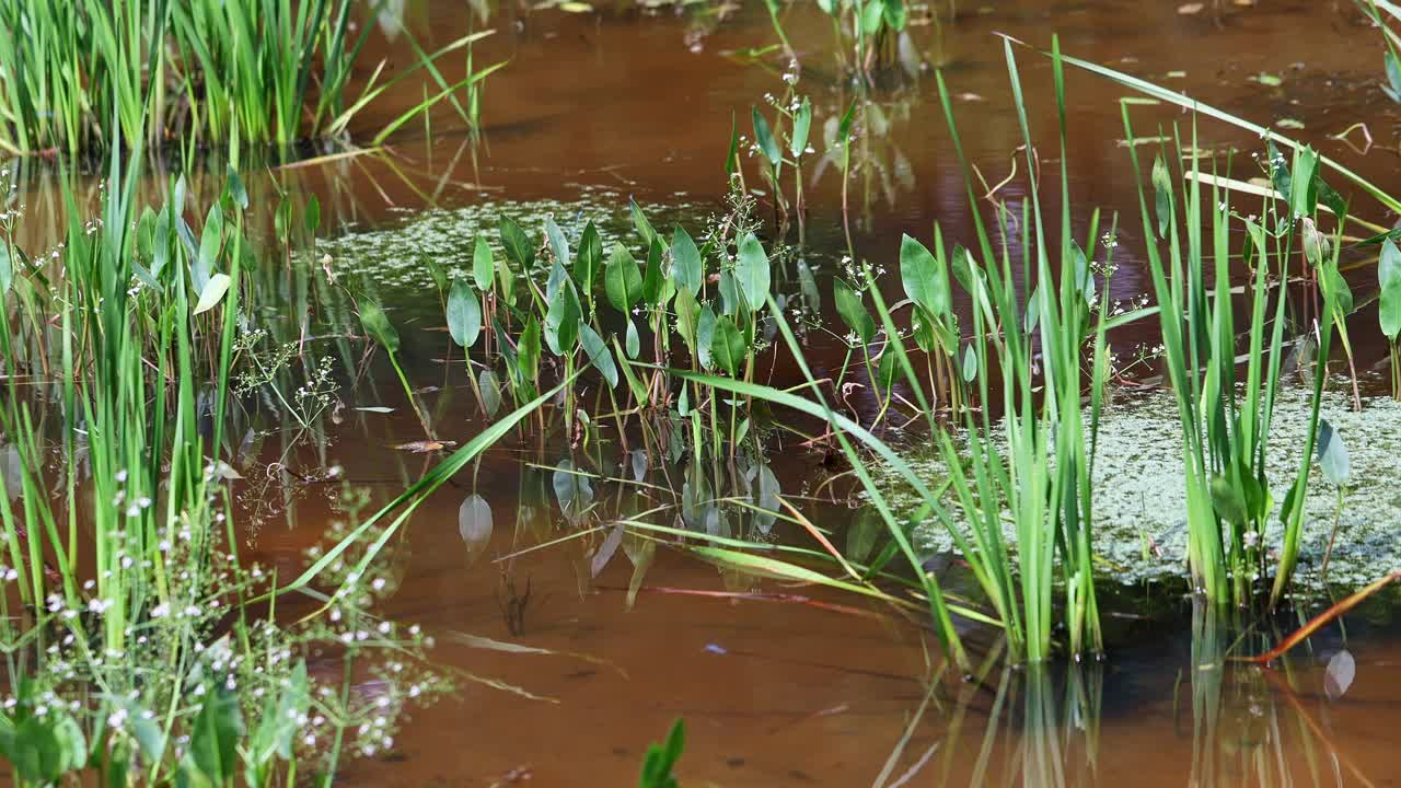 湖岸的各种水生植物4k 25fps视频视频下载