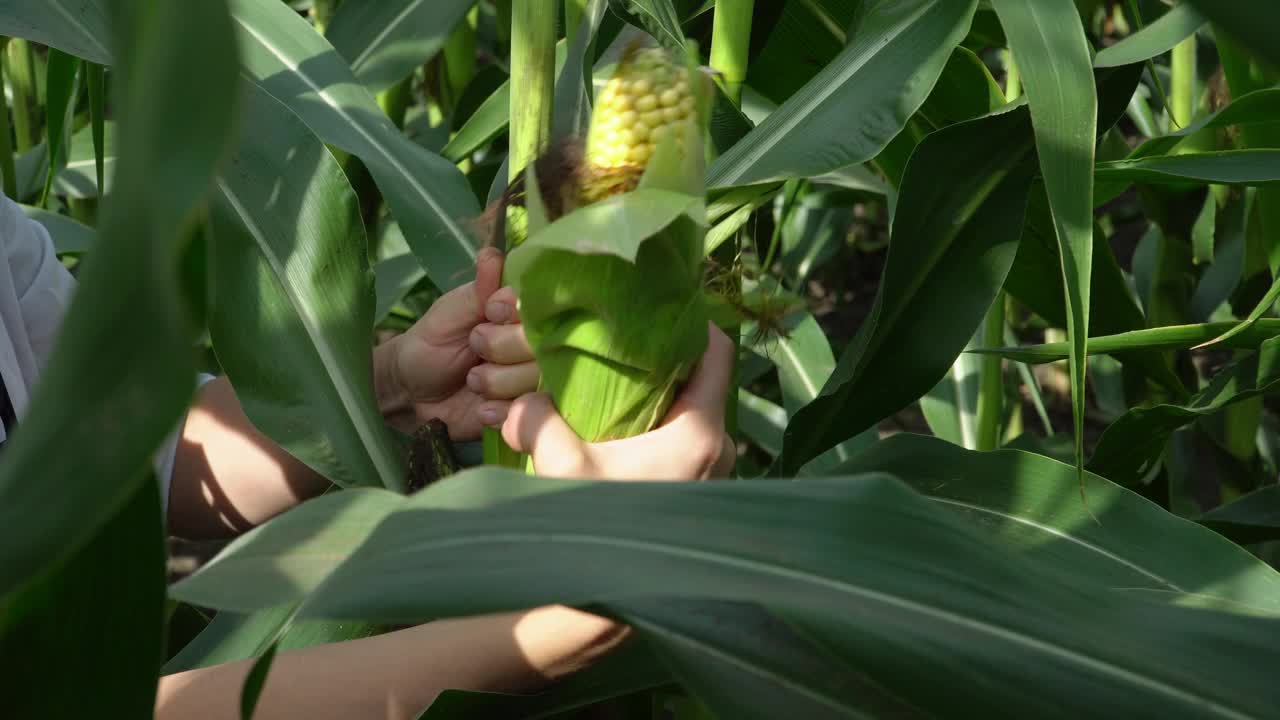 在一个农场的玉米种植园里，女性的手从树干上撕下玉米棒。视频素材