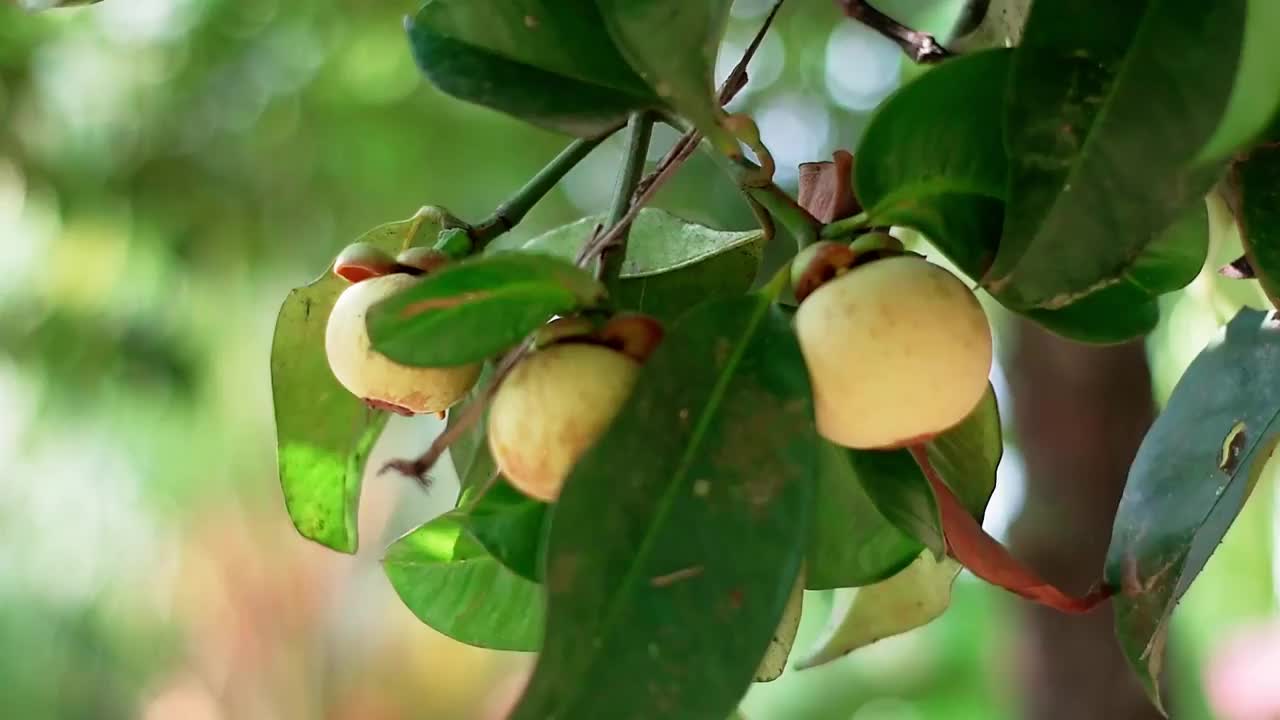 未成熟的山竹果漂亮地挂在树上视频下载