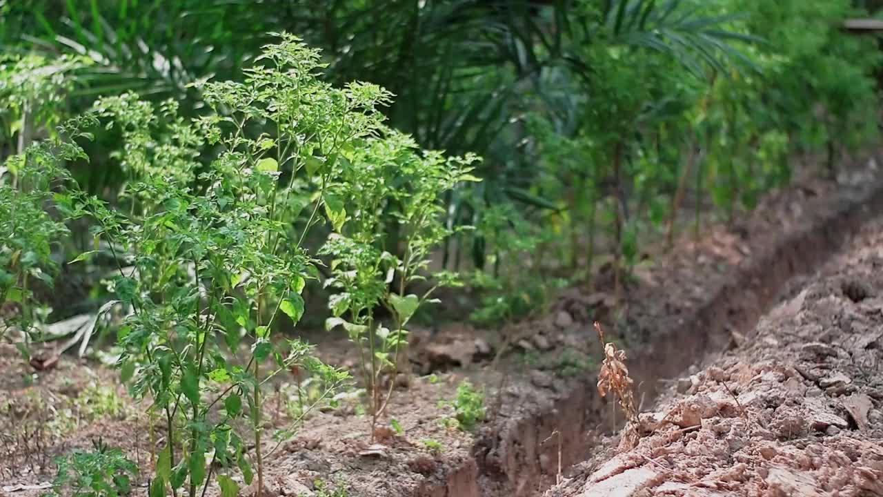 辣椒在整洁的种植区内长得很好视频下载