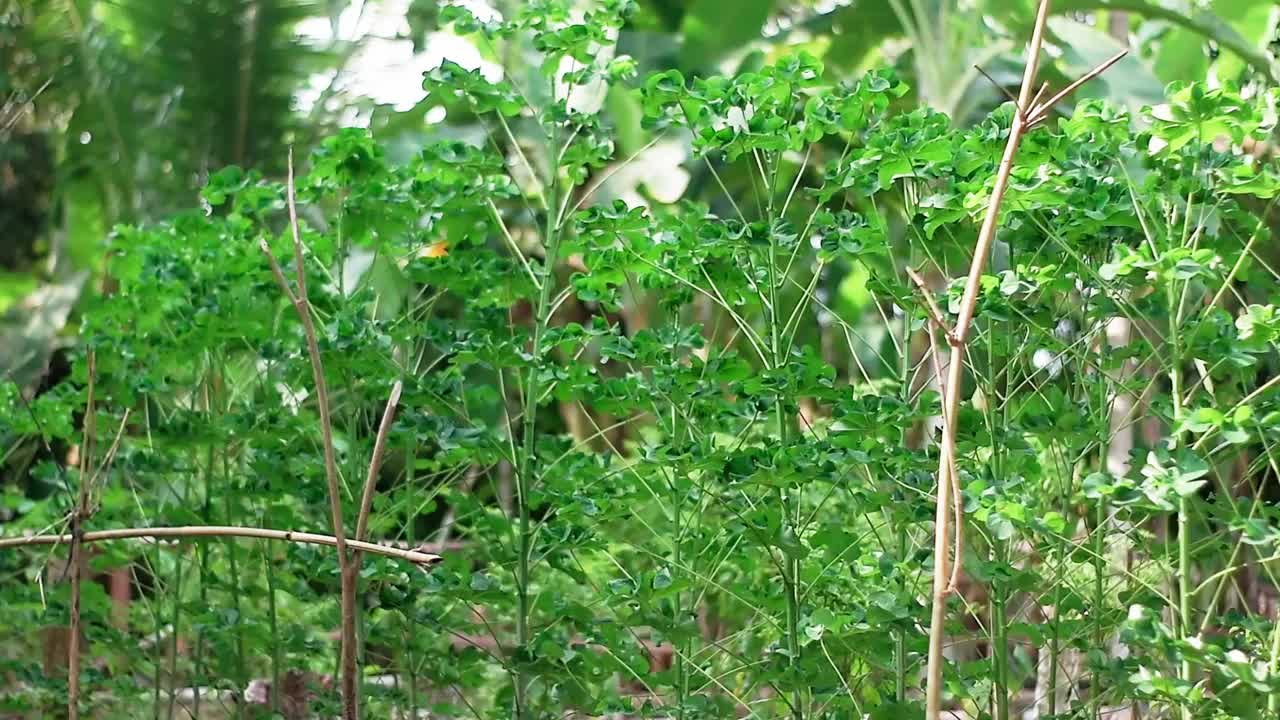 木薯在广阔的种植地上长得很好视频下载