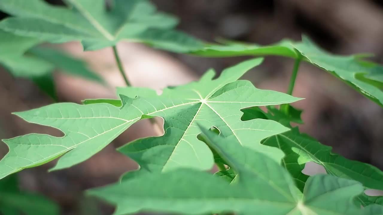 年轻的木瓜树与非常新鲜的叶子在种植园视频下载