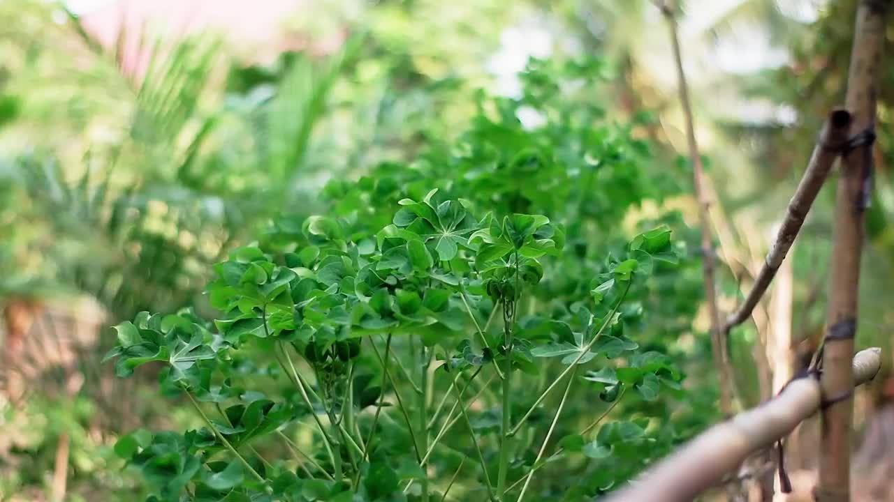 木薯在广阔的种植地上长得很好视频下载