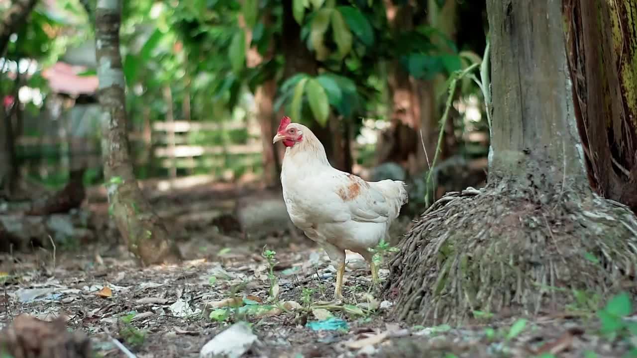 下午，肥肥的白鸡在种植园里走来走去寻找食物视频下载