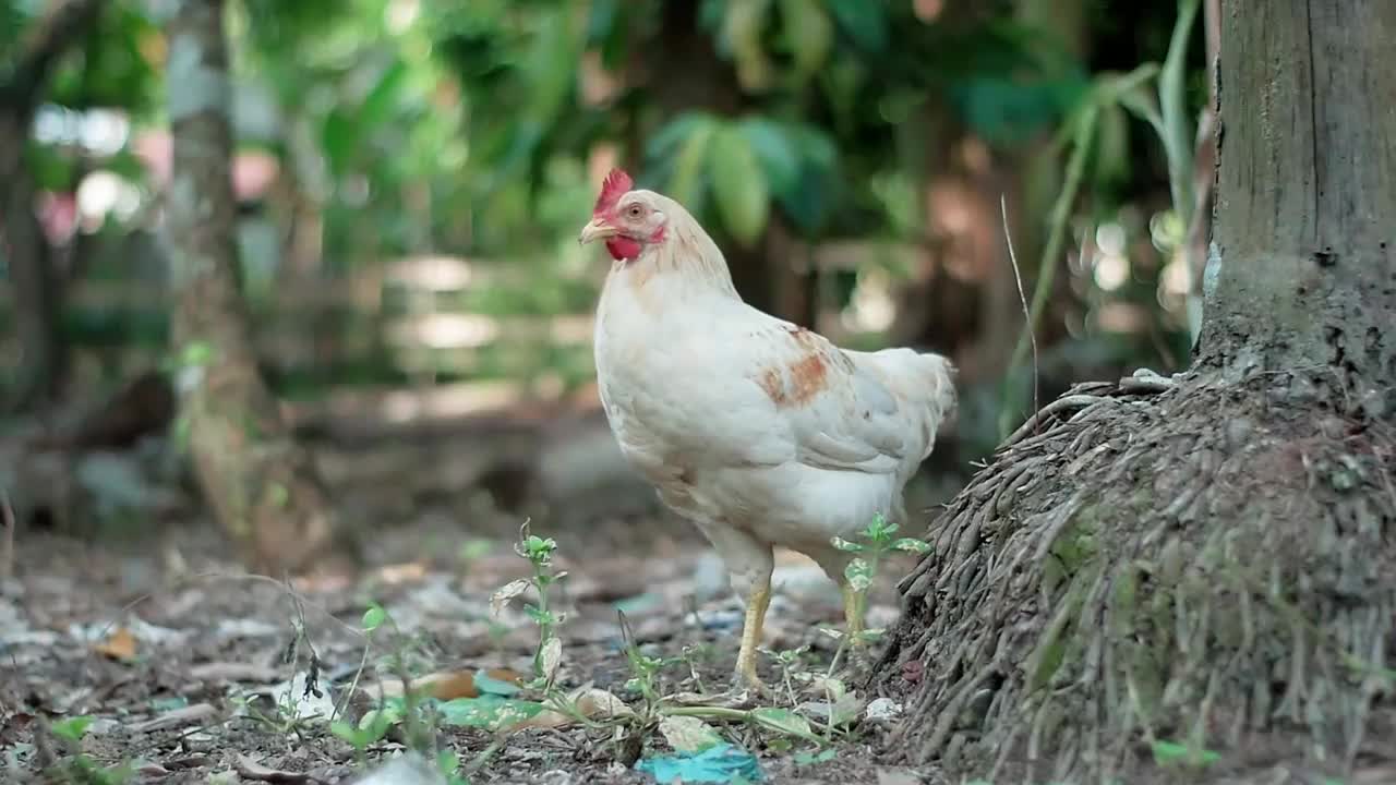 下午，肥肥的白鸡在种植园里走来走去寻找食物视频下载