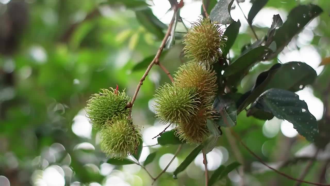 红毛丹树，在郁郁葱葱的种植园里结出许多果实视频下载