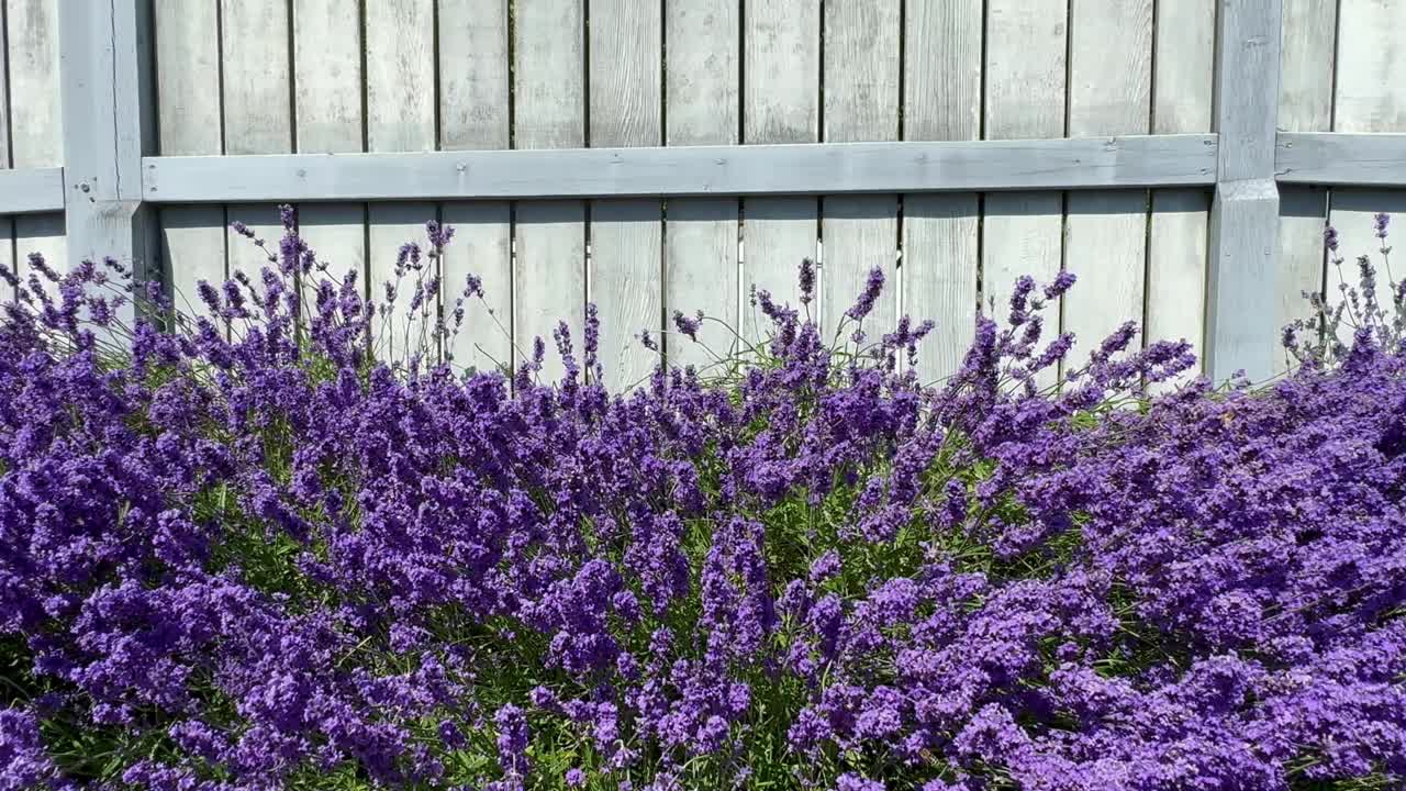 蜜蜂在薰衣草附近飞。薰衣草蜂蜜。盛开的薰衣草丛在灰色的篱笆背景上随风摇曳。薰衣草开花。紫色的花视频素材