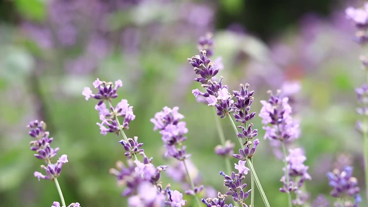 薰衣草，花朵特写视频素材