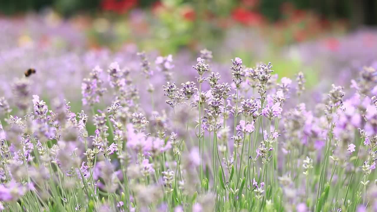 薰衣草，花朵特写视频下载