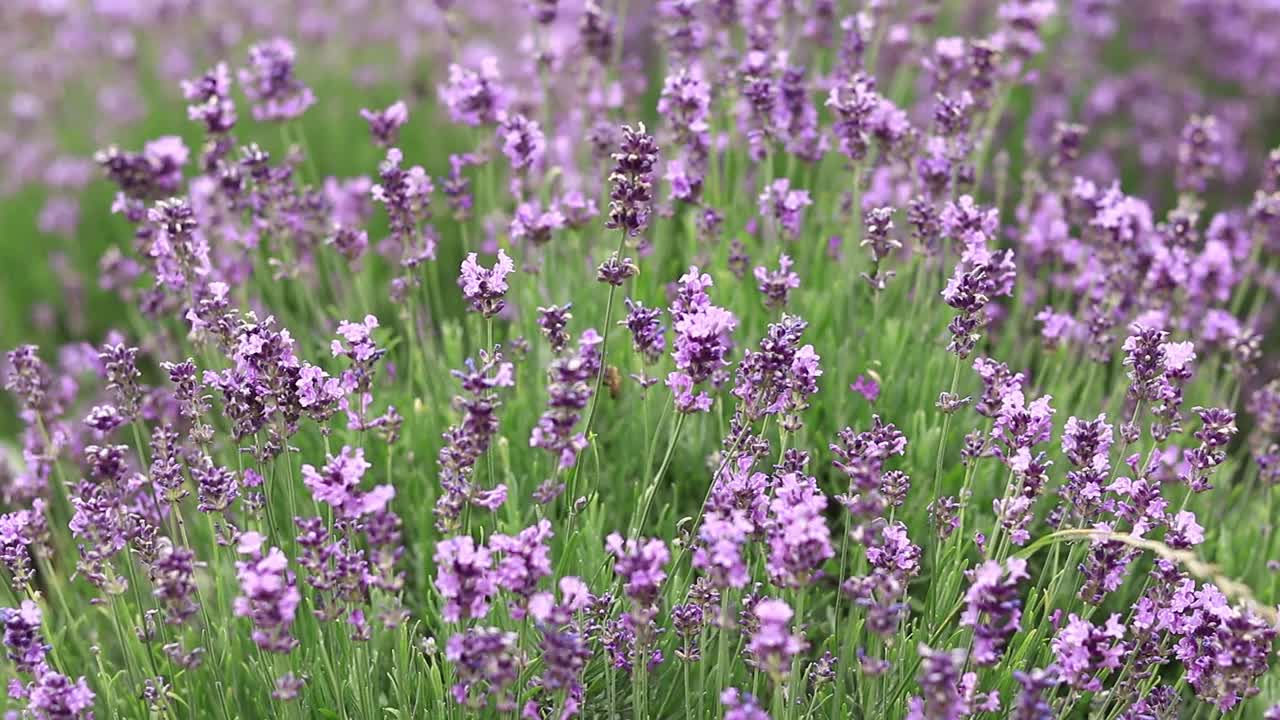 薰衣草，花朵特写视频素材