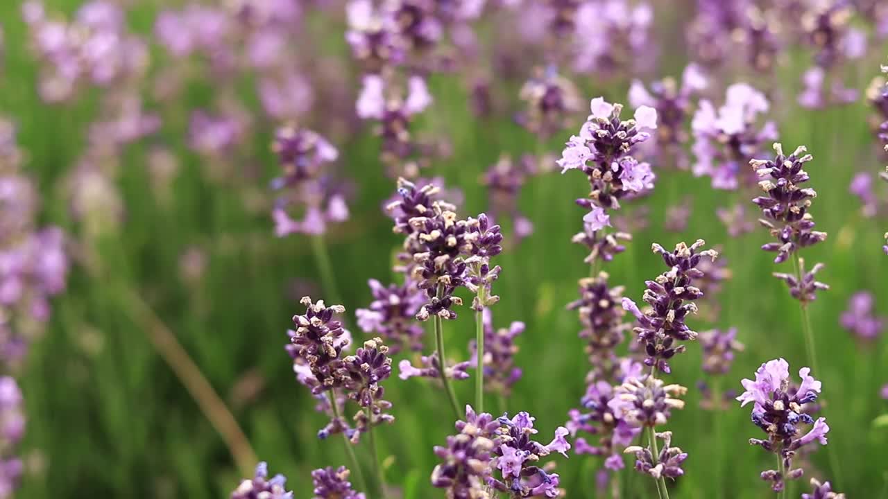 薰衣草，花朵特写视频下载