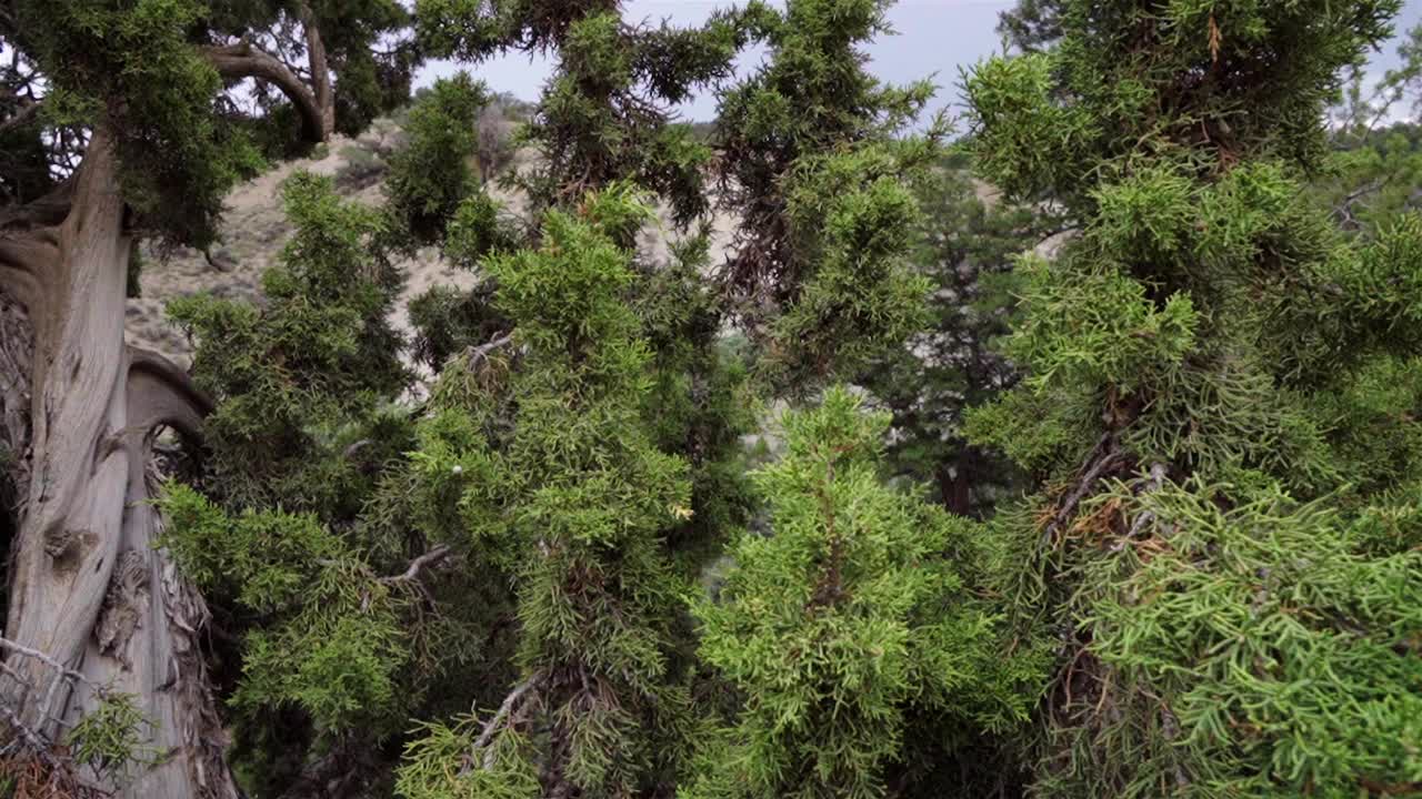 杜松树细节B卷视频下载