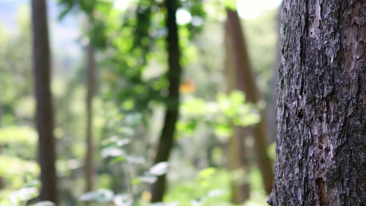 一个树皮茂密的森林背景4k 30fps视频视频下载