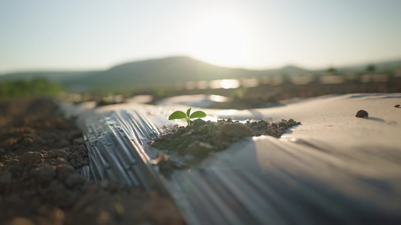 浇灌青芽瓜苗木在土田里滴水灌溉视频下载