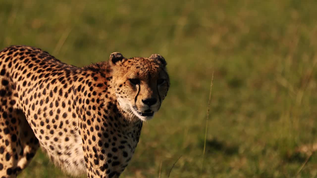 猎豹特写视频素材