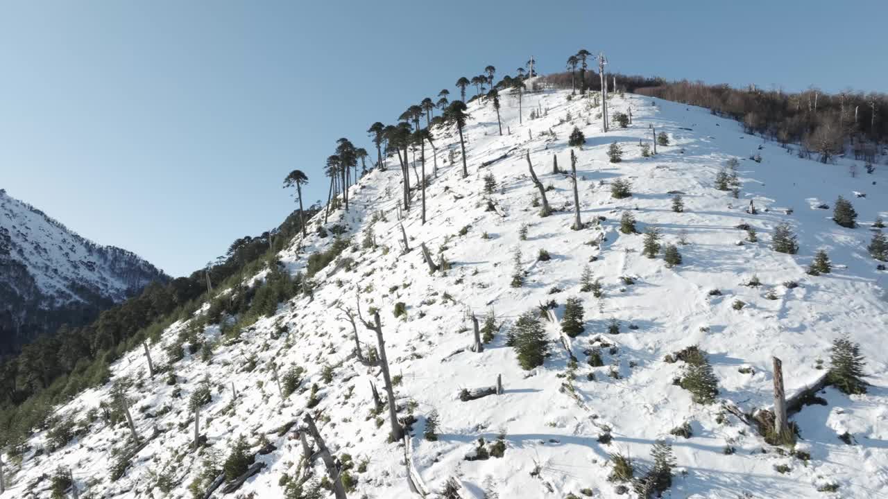 被阿劳卡利亚森林覆盖的雪山视频下载