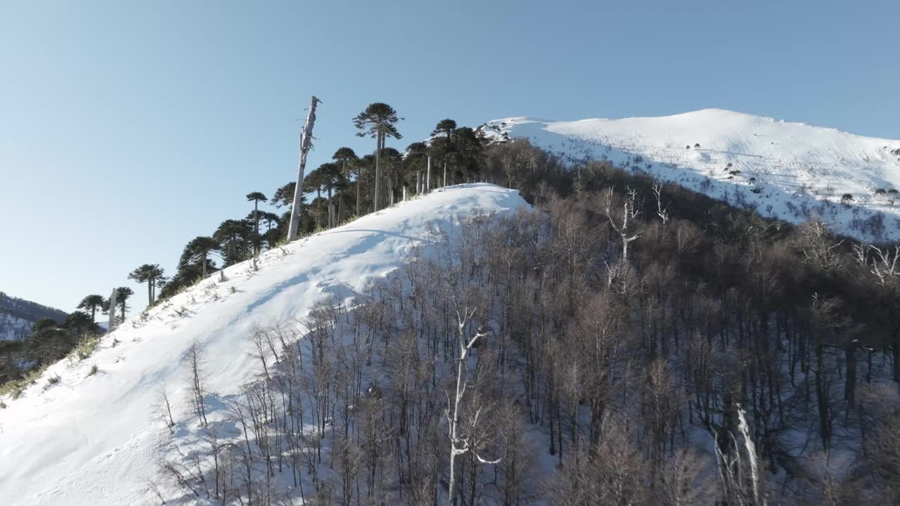 被阿劳卡利亚森林覆盖的雪山视频下载