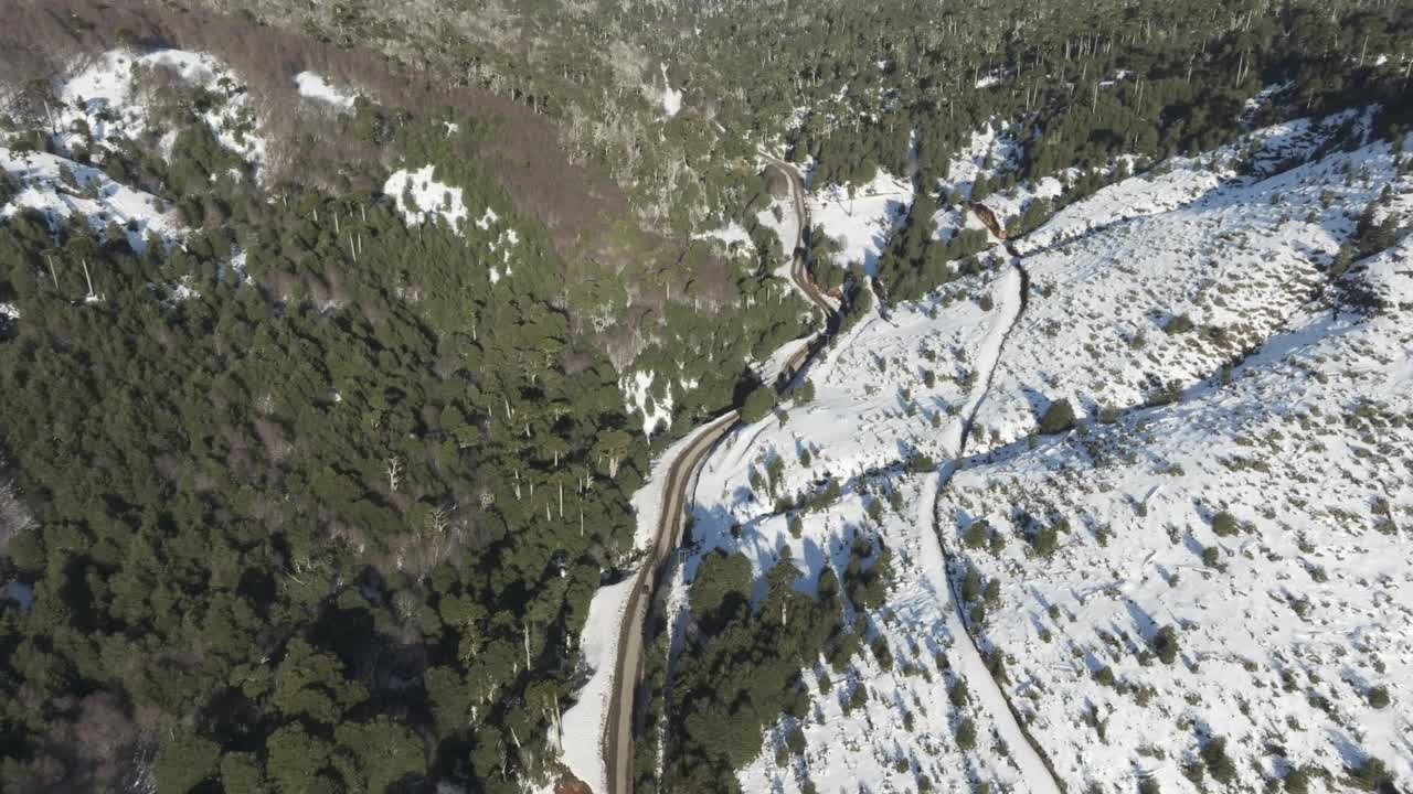 穿越安第斯山脉雪山中的阿劳卡利亚森林的道路视频下载