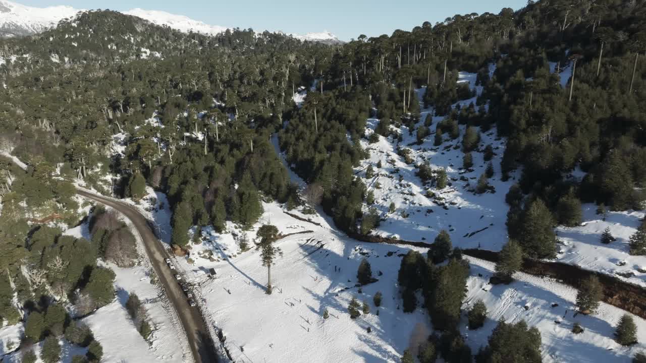 穿越安第斯山脉雪山中的阿劳卡利亚森林的道路视频下载