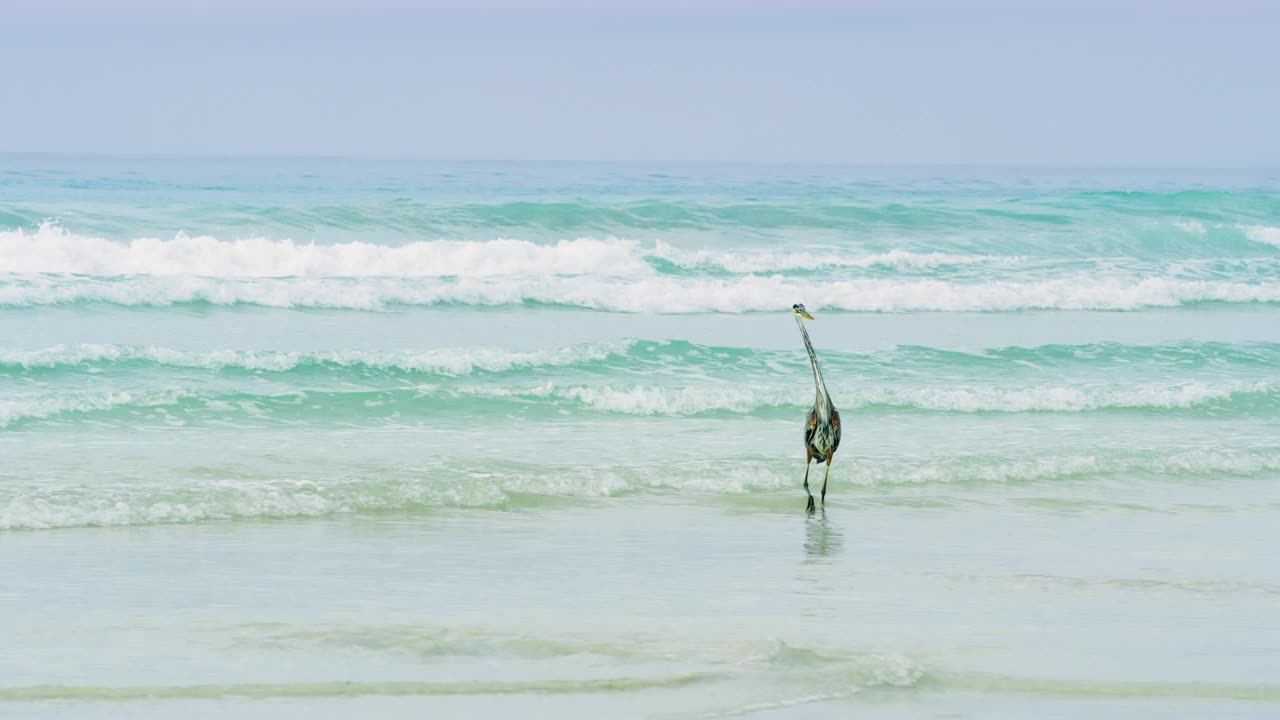 大蓝鹭海鸟在加拉帕戈斯群岛的太平洋浅水中行走。视频素材