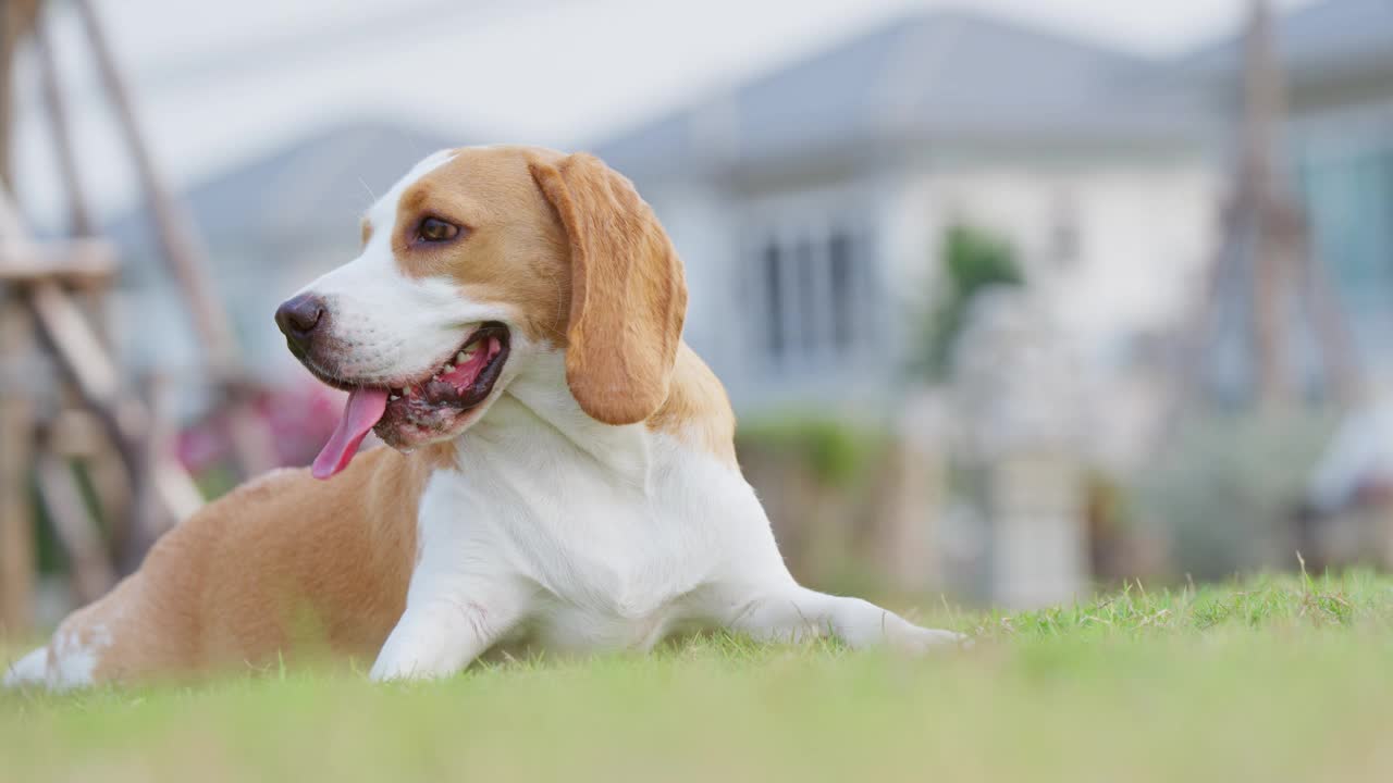 可爱的小狗比格犬画像在一个晚上的花园。萌宠概念视频素材