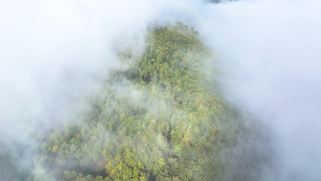 航拍:在薄雾笼罩的小山上，郁郁葱葱的秋天森林从一层云层中显露出来视频素材