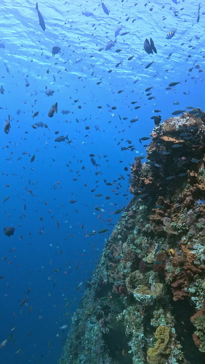 自由海难视频下载