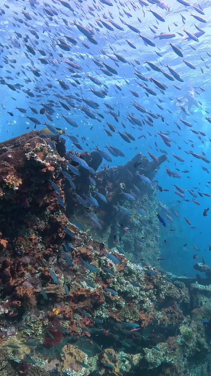 自由海难视频下载