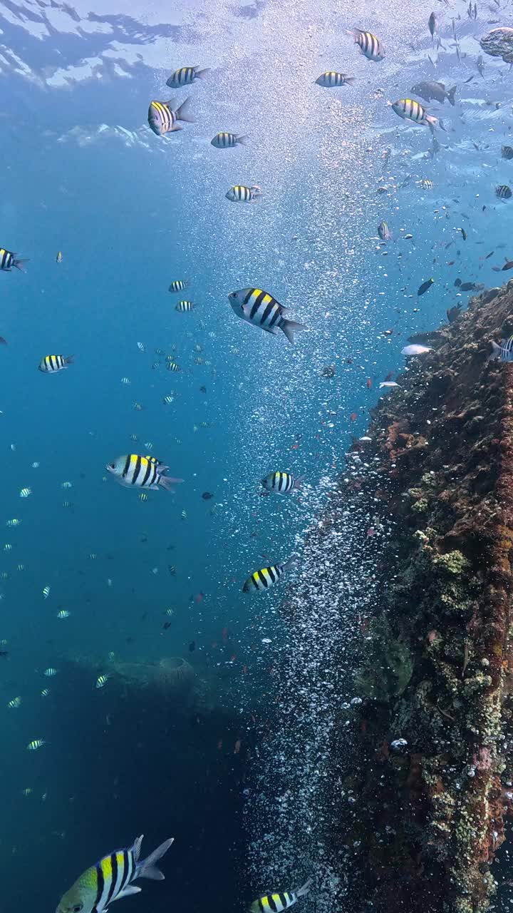 自由海难视频素材