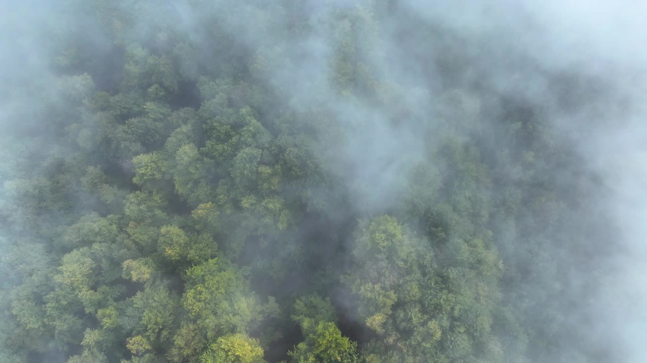 鸟瞰图:多雾的林地，浓密的绿色植物被秋天的薄雾软化了视频素材