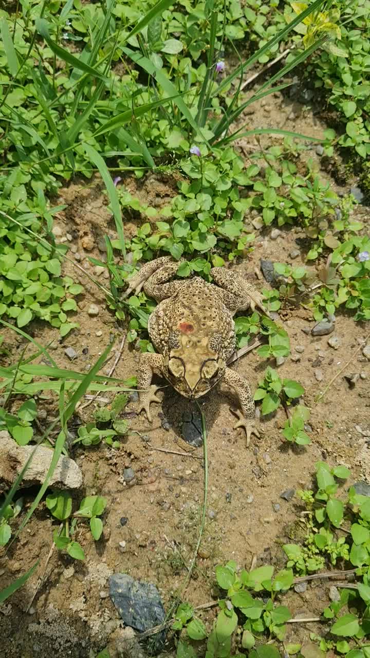 青蛙在地板上跳视频下载