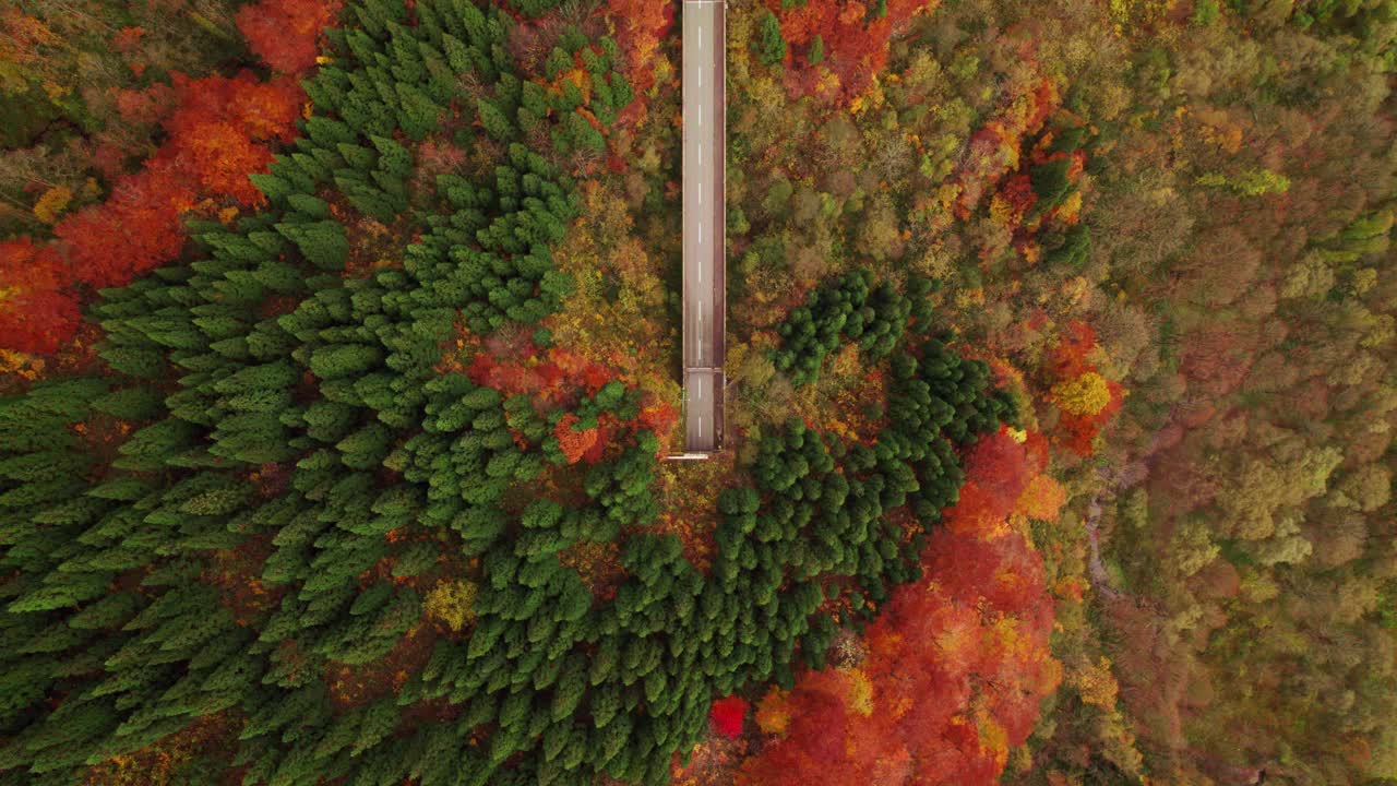 阿里尔视图:秋天的小路:蜿蜒的道路穿过充满活力的森林视频下载