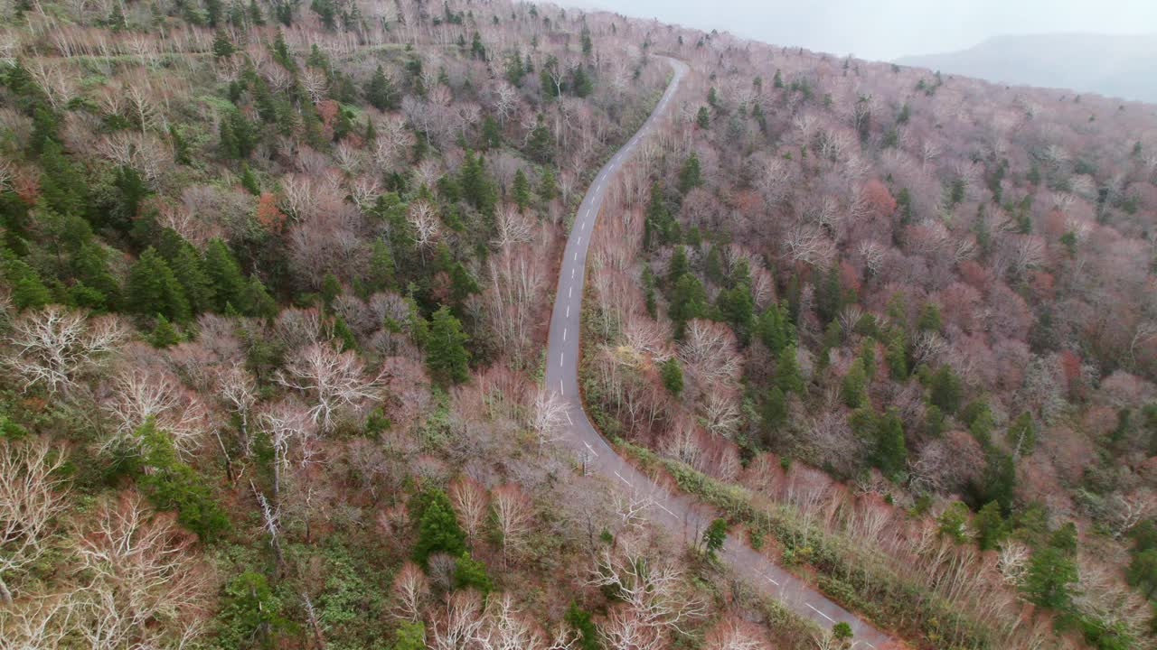 秋初穿过松林的道路。视频下载