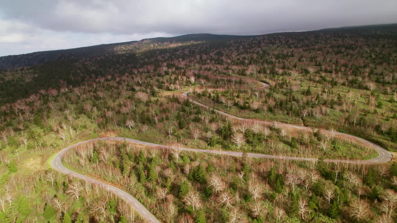 秋初穿过松林的道路。视频下载