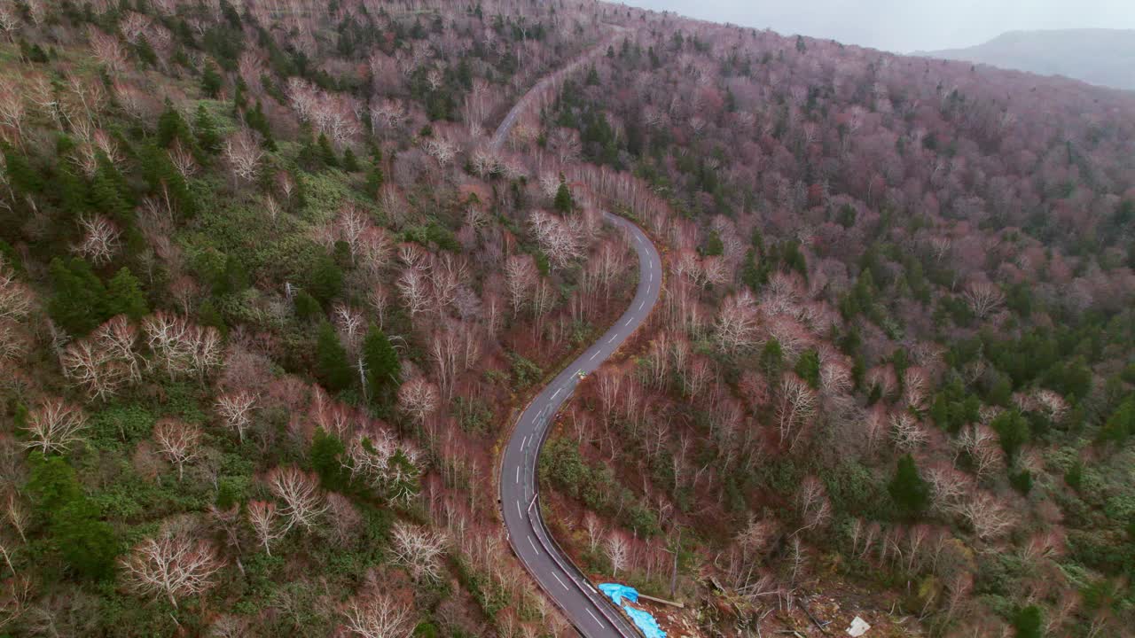 秋初穿过松林的道路。视频下载