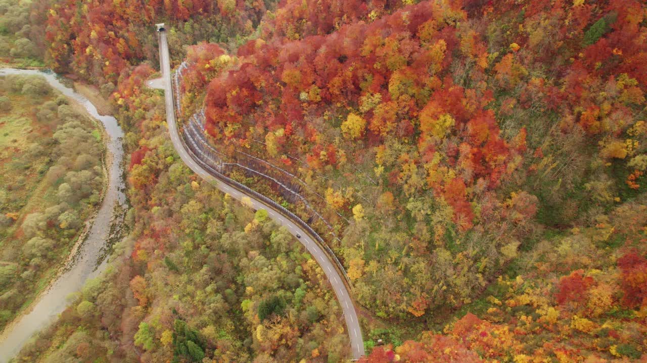 阿里尔视图:秋天的小路:蜿蜒的道路穿过充满活力的森林视频下载