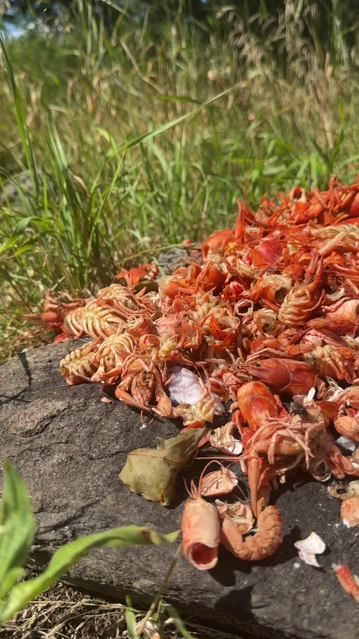 一堆河中小龙虾的排泄物。吃完后的爪子和贝壳。垂直视频。视频下载