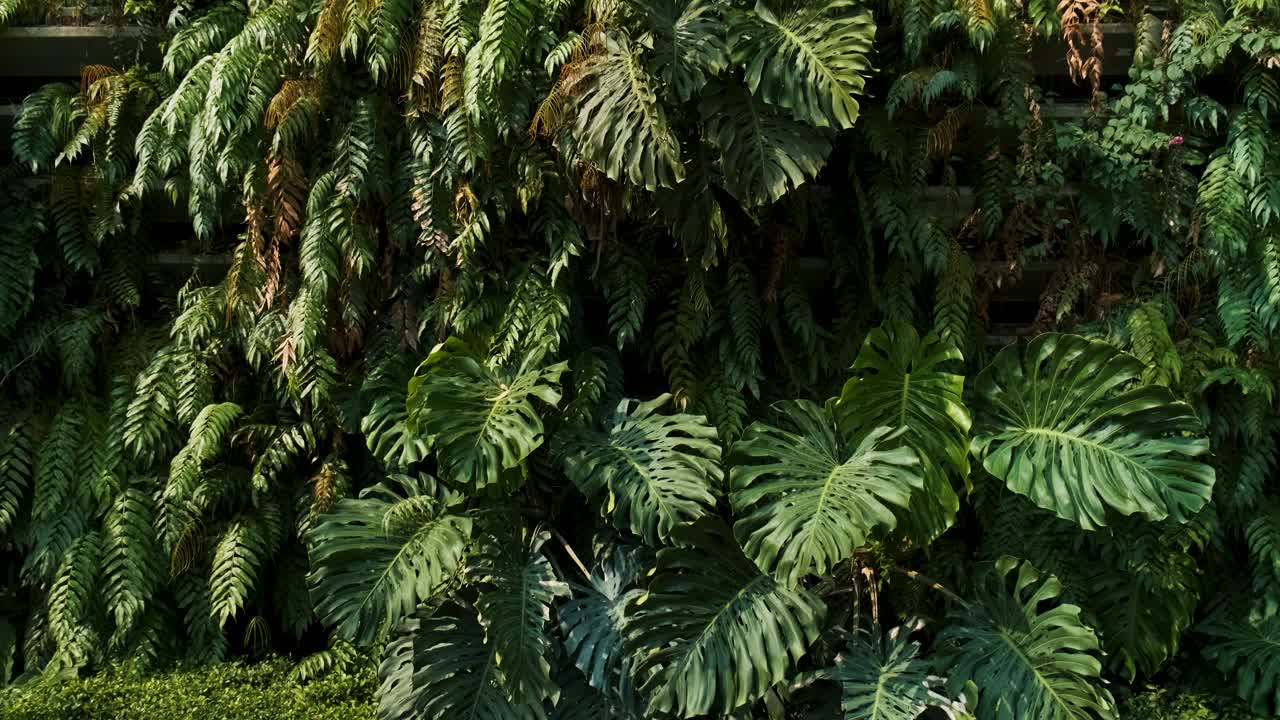 垂直花园以密集的绿色植物阵列为特色，各种类型的绿叶郁郁葱葱地覆盖在建筑立面上。怪物的叶子和蕨类植物长在墙上。城市环境中的绿地视频素材