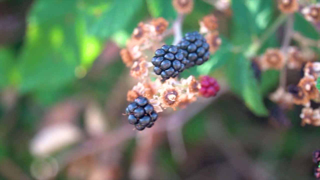 灌木丛里的黑莓，户外的视频素材